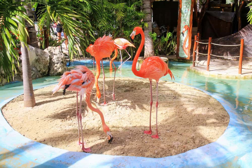 What Does A Flamingo Mean Sexually - Cute Innocent Flamingos in Costa Maya